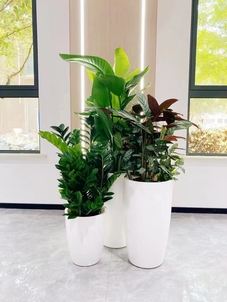 北仑绿化修剪哪家好